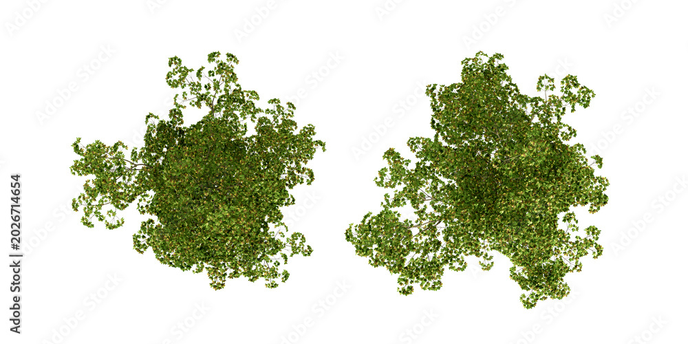 Obraz premium Top View Architectural Trees Cutout for Landscape Design On Transparent