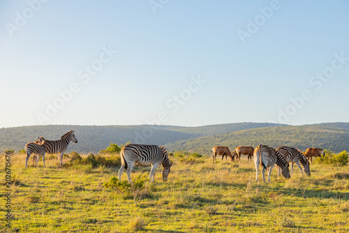 Tableau sur toile Zebra in Addo Elephant Safari Park