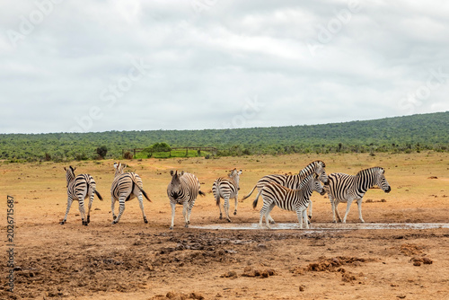 Foto Zebra in Addo Elephant Safari Park