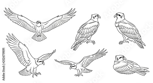Set of Osprey Bird Sketches in Various Poses for Nature Illustration