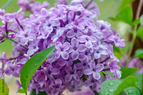 Close-up of purple lilac flowers.