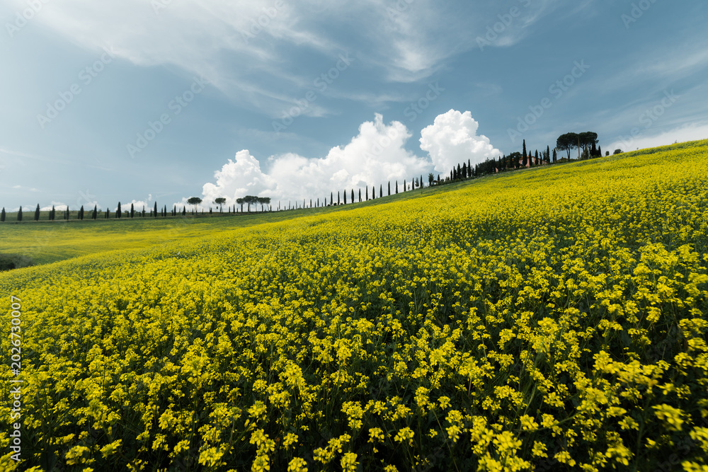 Fototapeta premium Tuscany rolling hills landscape with blooming rapeseed flowers in springtime, Val d'Orcia, Italy 