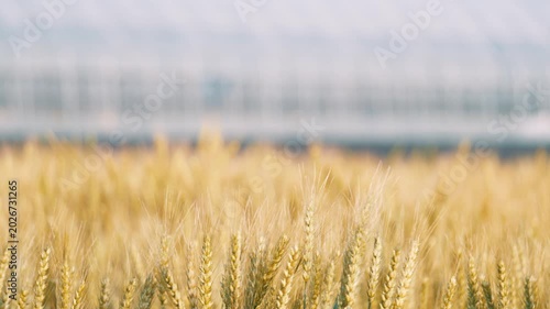 Beautiful Rural Landscape with Golden Wheat
