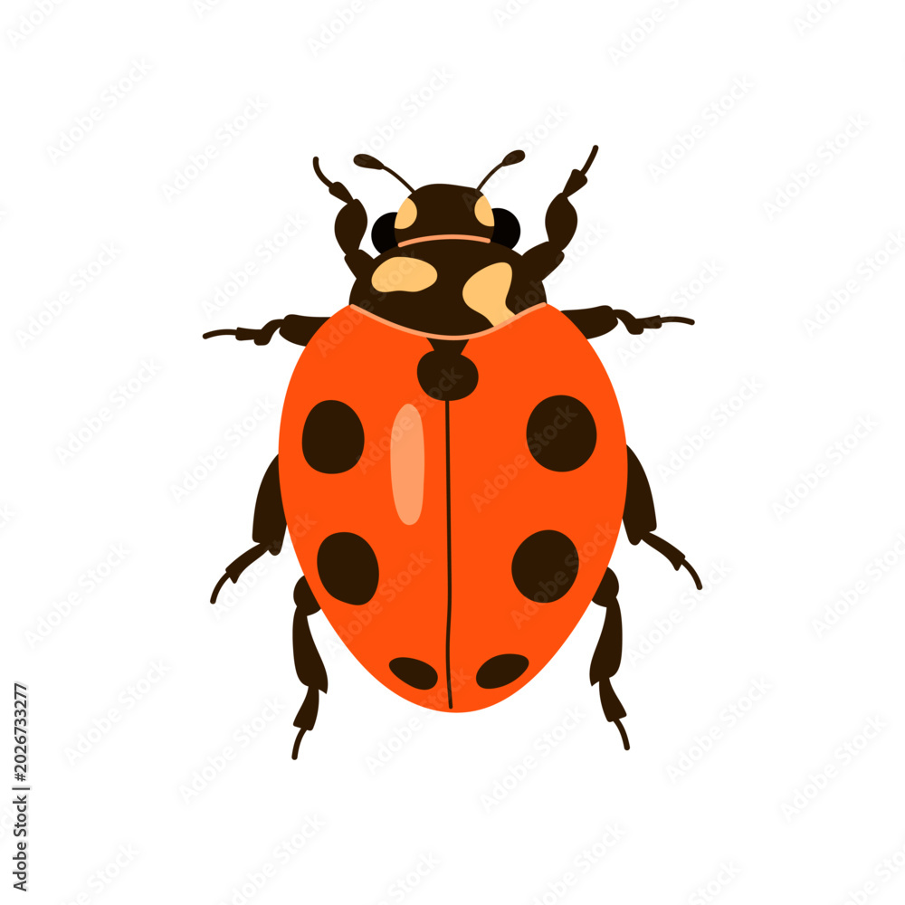 Fototapeta premium Cute red ladybug with black spots top view vector illustration isolated on white background