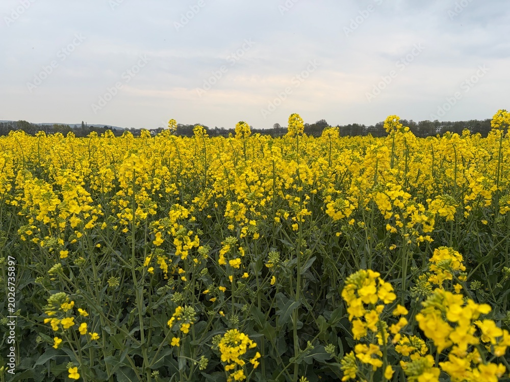 Obraz premium Frühling in Menden im Sauerland 