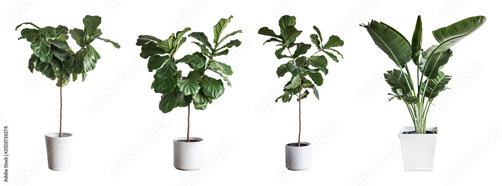 Fototapeta premium PNG Elegant indoor potted plants collection on transparent background