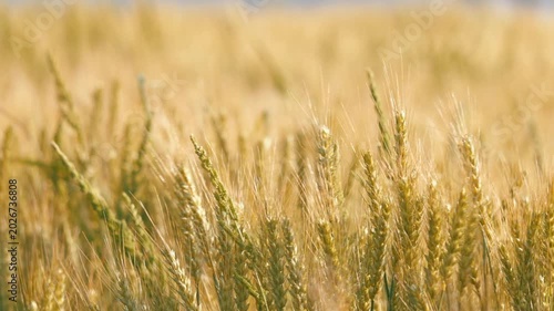 Beautiful Rural Landscape with Golden Wheat