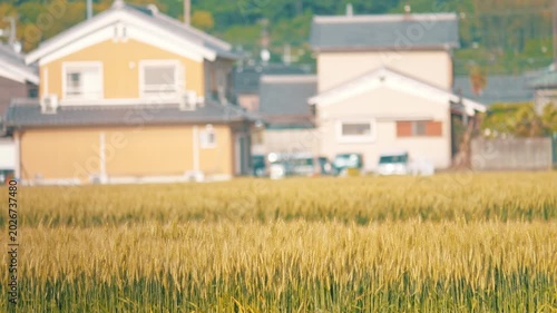 Beautiful Rural Landscape with Golden Wheat