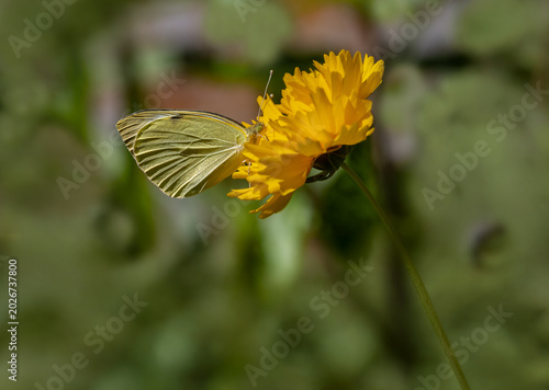 Photos Great White Angel butterfly (Pieris brassicae) on the plant.