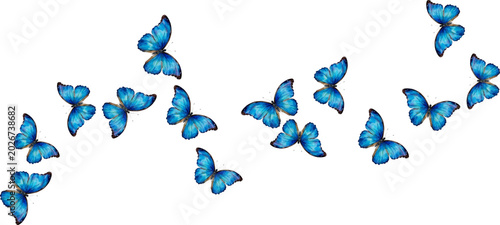 Blue morpho butterflies vector illustration. Cyan blue insects in different f...