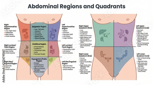 Educational reference chart of abdominal regions and clinical quadrants