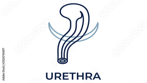 Obraz na plátně Urethra anatomy diagram illustrates the biological structure of the human urinary tract system