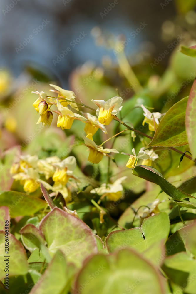 Obraz premium Lovely Epimedium Sulphureum, often known as Barrenwort, will produce attractive lemon yellow flowers. They work well in garden borders or patio pots in shady locations of the garden. 