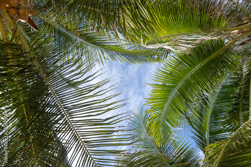 View from below up to the sky through palm leaves. Beach on tropical island. Palm trees bottom up view with blue sky on the background.