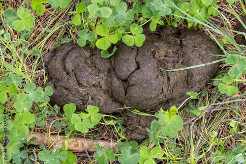 Fotografía It shows animal droppings encountered in the wild.