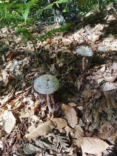 Εκτύπωση καμβά Setas silvestres Macrolepiota creciendo entre hojas secas y helechos en un bosque caducifolio, España