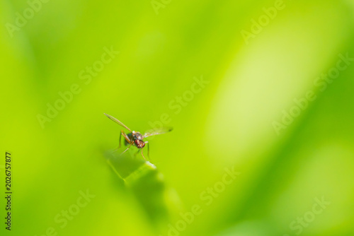 Valokuva 葉先にいるアシナガバエの仲間 / Long-legged Fly on the Tip of a Leaf