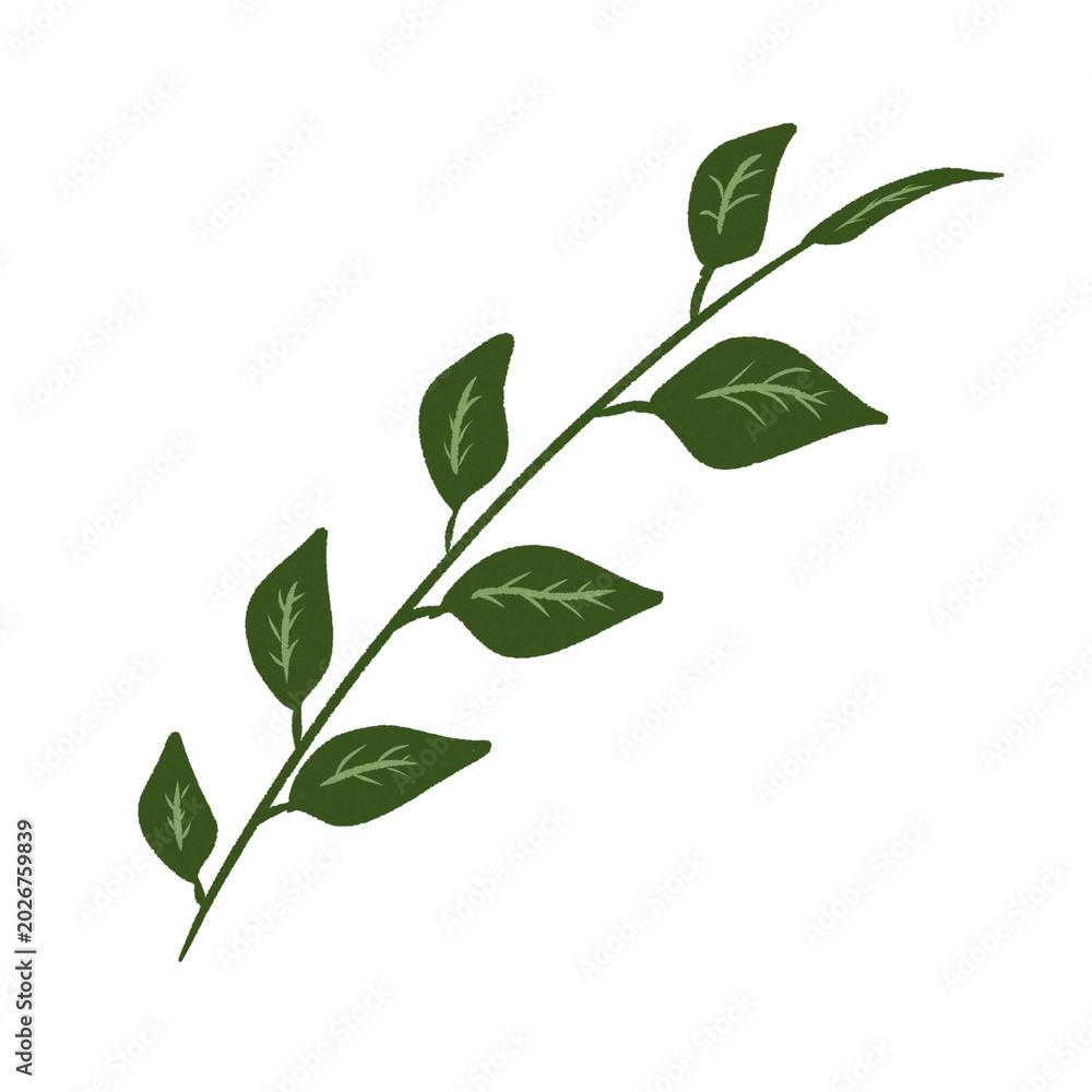Fototapeta premium Green leaves