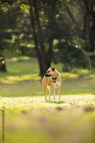 Fotografie Dog breed pedigree playful domestic guard animal Kenya East AFrica