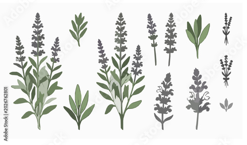 Cuadro en lienzo Modern salvia sage floral outline vector illustration isolated on white backgrou