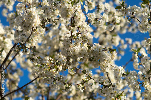 flowering and pollination of flowers on a cherry tree in spring