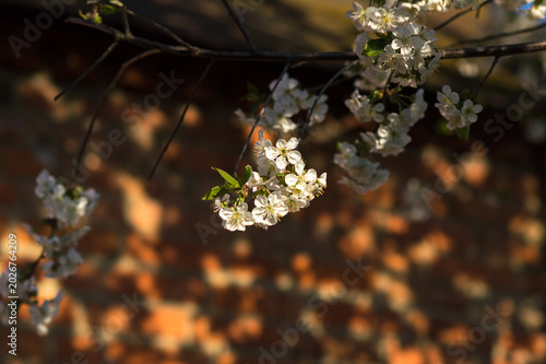 flowering and pollination of flowers on a cherry tree in spring