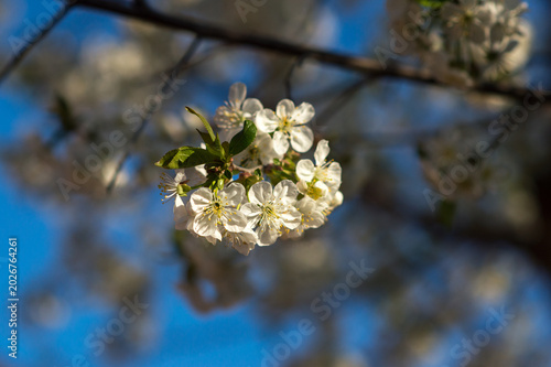 flowering and pollination of flowers on a cherry tree in spring