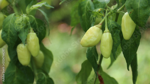 Foto White cayenne pepper (Capsicum frutescens) or cabe rawit