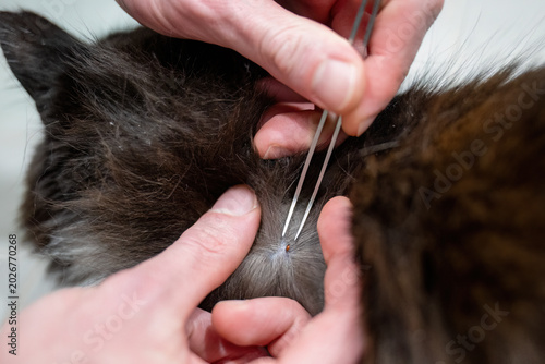 Fotografía Removing tick from cat fur with tweezers during pet care and parasite prevention