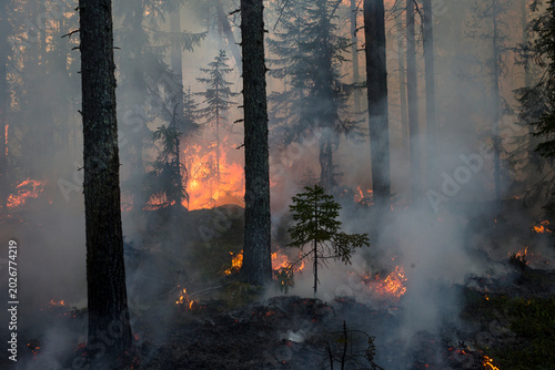 Wildfire burning trees in forest