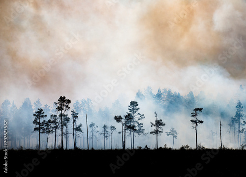 Trees and sky covered with smoke in forest