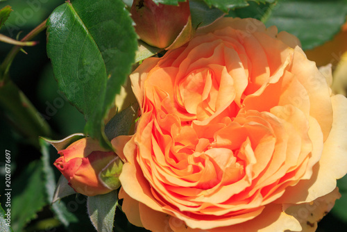 薔薇