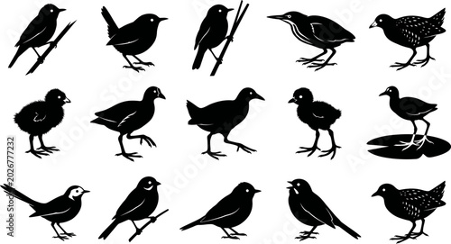 Photography Black silhouettes of various birds in different poses on white background