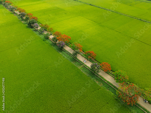 Elevated drone shot of a countryside lane bordered by flamboyant trees and rice paddies in Tan Chi village, Bac Ninh province.