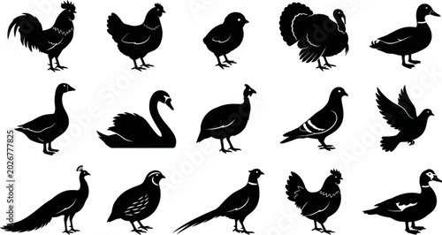 Fotografía Black silhouettes of various birds on white background  rooster to duck and swan