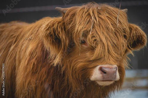 Majestic Scottish Highland cattle and a fluffy calf standing in a misty, snowy winter pasture.
