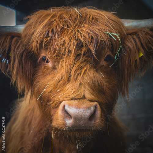 Majestic Scottish Highland cattle standing in a misty, snowy winter pasture.