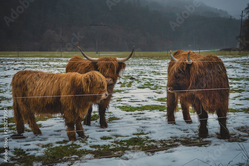 Majestic Scottish Highland cattle and a fluffy calf standing in a misty, snowy winter pasture.