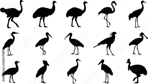 Vászonkép Collection of various bird silhouettes on white background  different species