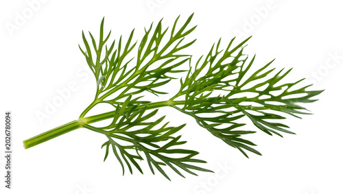 Canvas Print Fresh green dill sprig with feathery leaves, isolated on transparent background
