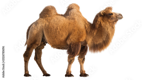 Canvas Print Bactrian camel with two humps brown fur standing, isolated on transparent backgr
