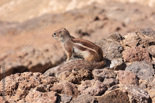 Photos Nahaufnahme eines Atlashörnchens auf der Insel Fuerteventura