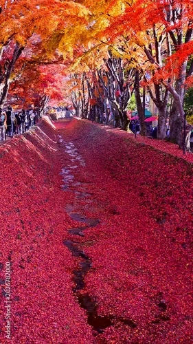 秋の真っ赤な紅葉回廊