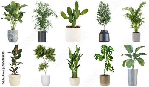 Bild auf Leinwand Collection of ten potted houseplants with various leaves and pots, isolated on a