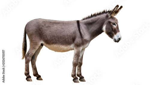 Fotografie Gray donkey standing profile view, isolated on transparent background