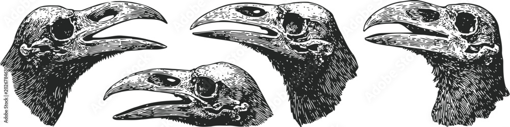 Fototapeta premium raven skull sketches raven skull head engraving black bird skeleton beak detailed monochrome etching vintage illustration