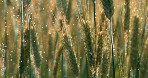 Slow motion close up of wheat ears standing in a field while rain falls gently between the stems. Concept of agriculture, natural growth, harvest season and organic farming.
