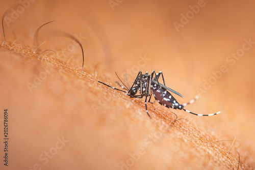 Canvas Print Aedes mosquito biting human skin transmitting disease
