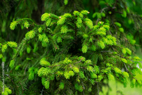 Light green needles unfurling on spruce trees in spring.