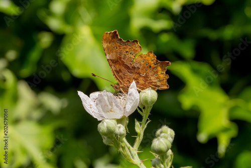 Comma Butterfly Polygonia c-album